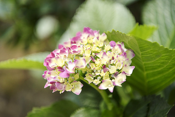 포토 JPG 주간 잎 꽃밭 자연 풍경 근접촬영 사람없음 야외 아웃포커스 여름 봄 수국 싱그러움 연천 국내포토 자연요소 식물 계절 꽃 뷰포인트 촬영기법 생태계 경기도 파일형식