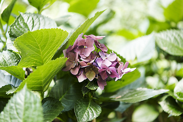 포토 JPG 주간 잎 꽃밭 자연 풍경 근접촬영 사람없음 야외 아웃포커스 여름 봄 수국 싱그러움 연천 국내포토 자연요소 식물 계절 꽃 뷰포인트 촬영기법 생태계 경기도 파일형식