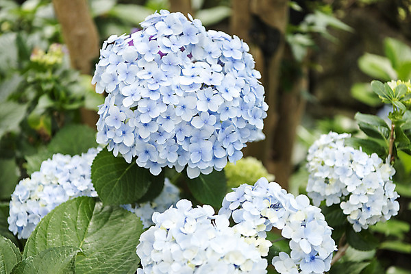 포토 JPG 주간 잎 꽃밭 자연 풍경 근접촬영 사람없음 야외 아웃포커스 여름 봄 수국 싱그러움 연천 국내포토 자연요소 식물 계절 꽃 뷰포인트 촬영기법 생태계 경기도 파일형식