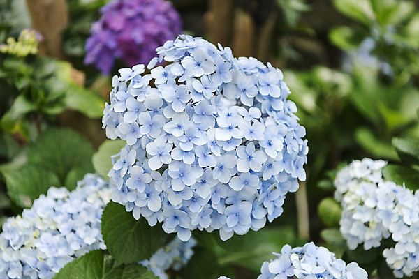 포토 JPG 주간 잎 꽃밭 자연 풍경 근접촬영 사람없음 야외 아웃포커스 여름 봄 수국 싱그러움 연천 국내포토 자연요소 식물 계절 꽃 뷰포인트 촬영기법 생태계 경기도 파일형식