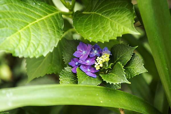 포토 JPG 주간 잎 꽃밭 자연 풍경 근접촬영 사람없음 야외 아웃포커스 여름 봄 수국 싱그러움 연천 국내포토 자연요소 식물 계절 꽃 뷰포인트 촬영기법 생태계 경기도 파일형식