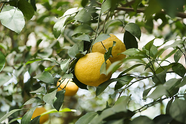 포토 JPG 주간 잎 꽃밭 자연 풍경 근접촬영 사람없음 야외 아웃포커스 여름 봄 싱그러움 하귤 하귤나무 연천 국내포토 자연요소 나무 식물 계절 꽃 뷰포인트 과일 촬영기법 생태계 경기도 파일형식