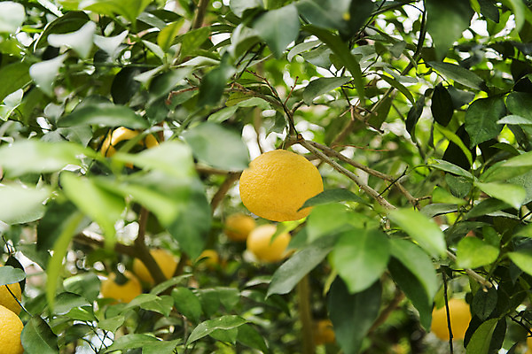 포토 JPG 주간 잎 꽃밭 자연 풍경 근접촬영 사람없음 야외 아웃포커스 여름 봄 싱그러움 하귤 하귤나무 연천 국내포토 자연요소 나무 식물 계절 꽃 뷰포인트 과일 촬영기법 생태계 경기도 파일형식