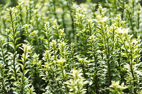 포토 JPG 주간 잎 꽃밭 자연 풍경 근접촬영 사람없음 야외 아웃포커스 여름 봄 싱그러움 연천 탑사철 국내포토 자연요소 식물 계절 꽃 뷰포인트 촬영기법 생태계 경기도 파일형식