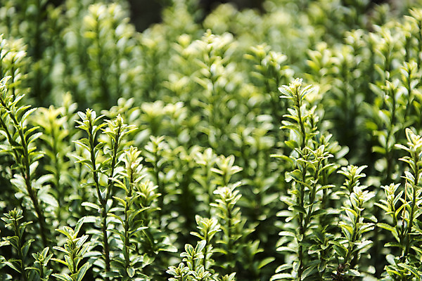 포토 JPG 주간 잎 꽃밭 자연 풍경 근접촬영 사람없음 야외 아웃포커스 여름 봄 싱그러움 연천 탑사철 국내포토 자연요소 식물 계절 꽃 뷰포인트 촬영기법 생태계 경기도 파일형식