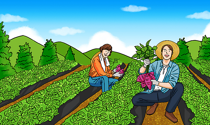 전신 PSD 나무 구름 여자 남자 일러스트 하늘 산 들기 앉기 상반신 성인 두명 초록색 수건 수확 밀짚모자 고구마 성인만 청년농부 고구마밭 국내일러스트 자연요소 식물 모자_잡화 컬러 밭 농업 모션 뿌리채소 사람 위생용품 농부 파일형식