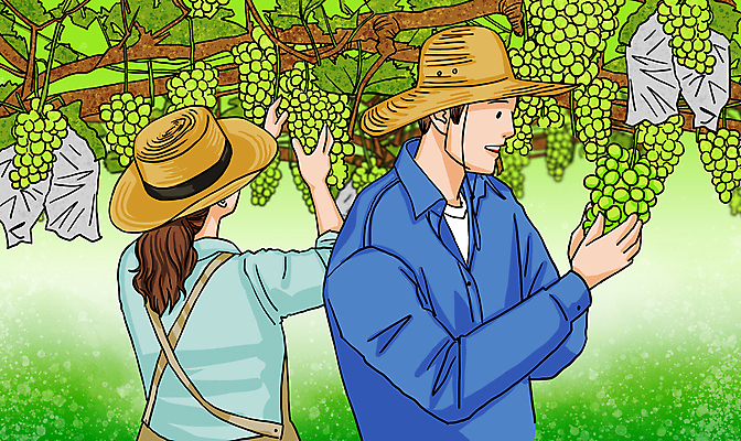 PSD 여자 남자 일러스트 상반신 성인 두명 초록색 만지기 청포도 밀짚모자 포도밭 포도나무 성인만 청년농부 국내일러스트 모자_잡화 컬러 밭 모션 포도 사람 농부 과일나무 파일형식