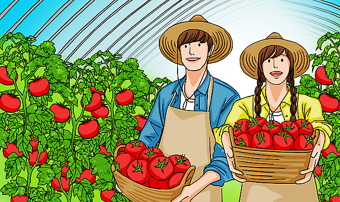 PSD 여자 남자 토마토 일러스트 들기 상반신 성인 두명 바구니 앞치마 수확 밀짚모자 보여주기 비닐하우스 성인만 청년농부 국내일러스트 모자_잡화 농업 채소 모션 사람 농부 파일형식