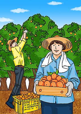 전신 PSD 구름 여자 남자 일러스트 귤 들기 상반신 성인 두명 상자 수건 바구니 수확 밀짚모자 보여주기 귤나무 성인만 청년농부 국내일러스트 자연요소 나무 모자_잡화 농업 과일 모션 사람 위생용품 농부 파일형식