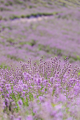 포토 JPG 주간 꽃밭 사람없음 야외 아웃포커스 전라북도 라벤더 정읍 국내포토 자연요소 꽃 촬영기법 전라도 허브 파일형식