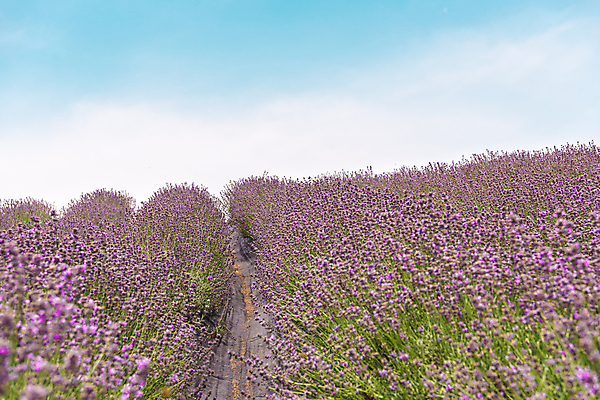 포토 JPG 주간 구름 꽃밭 하늘 사람없음 야외 전라북도 라벤더 정읍 국내포토 자연요소 꽃 전라도 허브 파일형식