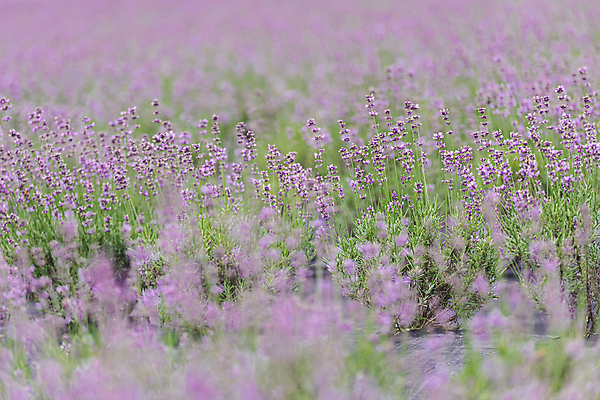 포토 JPG 주간 꽃밭 사람없음 야외 아웃포커스 소프트포커스 전라북도 라벤더 정읍 국내포토 자연요소 꽃 촬영기법 전라도 허브 파일형식