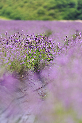 포토 JPG 주간 꽃밭 사람없음 야외 아웃포커스 소프트포커스 전라북도 라벤더 정읍 국내포토 자연요소 꽃 촬영기법 전라도 허브 파일형식