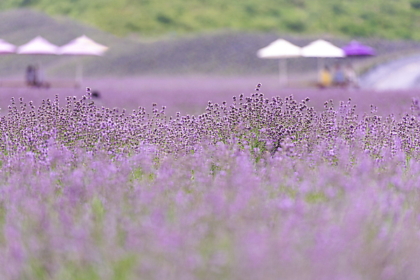 포토 JPG 주간 꽃밭 사람없음 야외 아웃포커스 소프트포커스 전라북도 라벤더 정읍 국내포토 자연요소 꽃 촬영기법 전라도 허브 파일형식