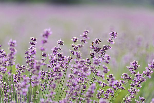 포토 JPG 주간 꽃밭 사람없음 야외 아웃포커스 전라북도 라벤더 정읍 국내포토 자연요소 꽃 촬영기법 전라도 허브 파일형식