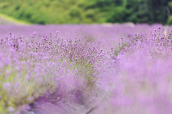 포토 JPG 주간 꽃밭 사람없음 야외 아웃포커스 소프트포커스 전라북도 라벤더 정읍 국내포토 자연요소 꽃 촬영기법 전라도 허브 파일형식