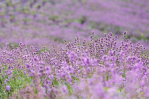 포토 JPG 주간 꽃밭 사람없음 야외 아웃포커스 전라북도 라벤더 정읍 국내포토 자연요소 꽃 촬영기법 전라도 허브 파일형식