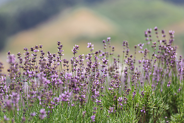 포토 JPG 주간 꽃밭 사람없음 야외 아웃포커스 전라북도 라벤더 정읍 국내포토 자연요소 꽃 촬영기법 전라도 허브 파일형식