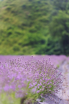 포토 JPG 주간 꽃밭 사람없음 야외 아웃포커스 소프트포커스 전라북도 라벤더 정읍 국내포토 자연요소 꽃 촬영기법 전라도 허브 파일형식