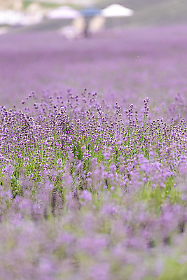포토 JPG 주간 꽃밭 사람없음 야외 아웃포커스 소프트포커스 전라북도 라벤더 정읍 국내포토 자연요소 꽃 촬영기법 전라도 허브 파일형식