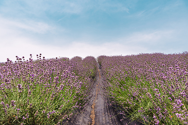 포토 JPG 주간 구름 꽃밭 하늘 사람없음 야외 전라북도 라벤더 정읍 국내포토 자연요소 꽃 전라도 허브 파일형식