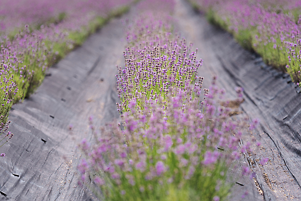 포토 JPG 주간 꽃밭 사람없음 야외 전라북도 라벤더 정읍 국내포토 자연요소 꽃 전라도 허브 파일형식