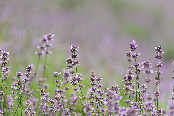 포토 JPG 주간 꽃밭 사람없음 야외 아웃포커스 전라북도 라벤더 정읍 국내포토 자연요소 꽃 촬영기법 전라도 허브 파일형식