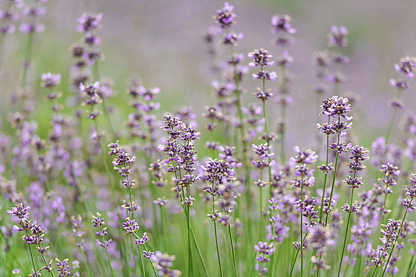 포토 JPG 주간 꽃밭 사람없음 야외 아웃포커스 전라북도 라벤더 정읍 국내포토 자연요소 꽃 촬영기법 전라도 허브 파일형식