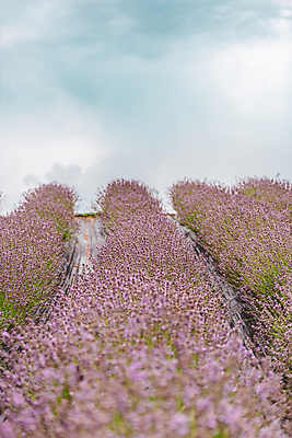 포토 JPG 주간 구름 꽃밭 하늘 사람없음 야외 전라북도 라벤더 정읍 국내포토 자연요소 꽃 전라도 허브 파일형식