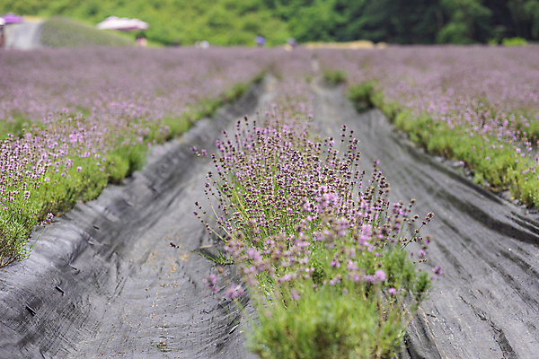 포토 JPG 주간 꽃밭 사람없음 야외 전라북도 라벤더 정읍 국내포토 자연요소 꽃 전라도 허브 파일형식