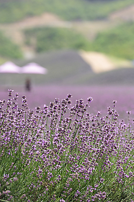 포토 JPG 주간 꽃밭 사람없음 야외 아웃포커스 전라북도 라벤더 정읍 국내포토 자연요소 꽃 촬영기법 전라도 허브 파일형식