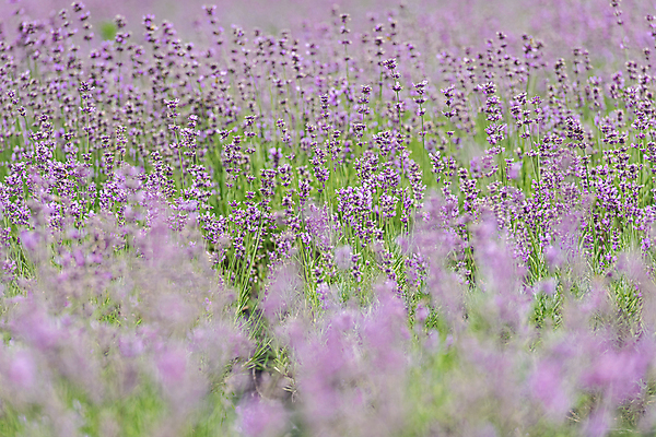 포토 JPG 주간 꽃밭 사람없음 야외 아웃포커스 정원 소프트포커스 전라북도 라벤더 정읍 국내포토 자연요소 꽃 촬영기법 전라도 허브 파일형식