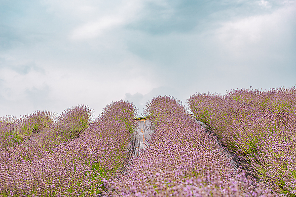 포토 JPG 주간 구름 꽃밭 하늘 사람없음 야외 전라북도 라벤더 정읍 국내포토 자연요소 꽃 전라도 허브 파일형식