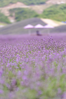 포토 JPG 주간 꽃밭 사람없음 야외 아웃포커스 소프트포커스 전라북도 라벤더 정읍 국내포토 자연요소 꽃 촬영기법 전라도 허브 파일형식