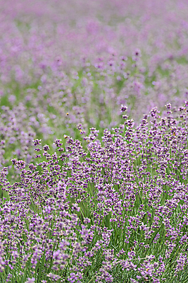 포토 JPG 주간 꽃밭 사람없음 야외 아웃포커스 전라북도 라벤더 정읍 국내포토 자연요소 꽃 촬영기법 전라도 허브 파일형식