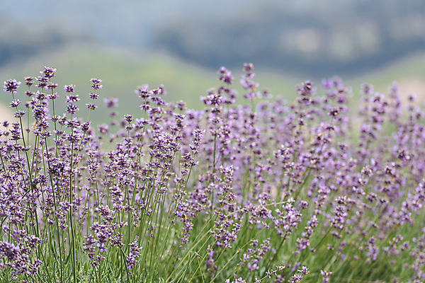 포토 JPG 주간 꽃밭 사람없음 야외 아웃포커스 전라북도 라벤더 정읍 국내포토 자연요소 꽃 촬영기법 전라도 허브 파일형식