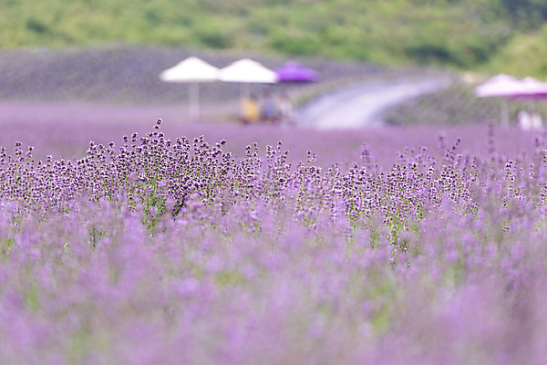 포토 JPG 주간 꽃밭 사람없음 야외 아웃포커스 소프트포커스 전라북도 라벤더 정읍 국내포토 자연요소 꽃 촬영기법 전라도 허브 파일형식
