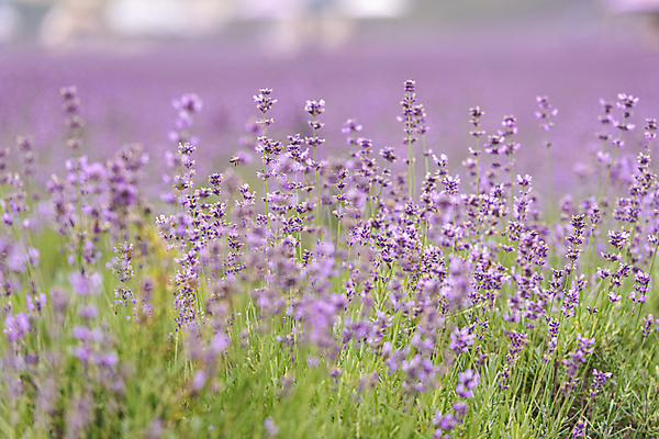 포토 JPG 주간 꽃밭 사람없음 야외 아웃포커스 전라북도 라벤더 정읍 국내포토 자연요소 꽃 촬영기법 전라도 허브 파일형식