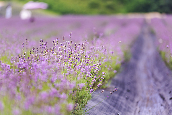 포토 JPG 주간 꽃밭 사람없음 야외 아웃포커스 소프트포커스 전라북도 라벤더 정읍 국내포토 자연요소 꽃 촬영기법 전라도 허브 파일형식