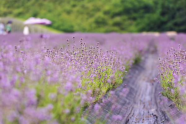 포토 JPG 주간 꽃밭 사람없음 야외 아웃포커스 소프트포커스 전라북도 라벤더 정읍 국내포토 자연요소 꽃 촬영기법 전라도 허브 파일형식