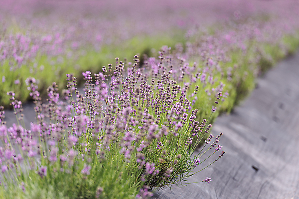 포토 JPG 주간 꽃밭 사람없음 야외 아웃포커스 전라북도 라벤더 정읍 국내포토 자연요소 꽃 촬영기법 전라도 허브 파일형식