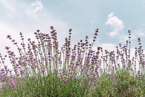 포토 JPG 주간 구름 꽃밭 하늘 사람없음 야외 전라북도 라벤더 정읍 국내포토 자연요소 꽃 전라도 허브 파일형식