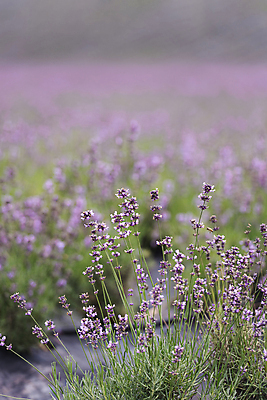 포토 JPG 주간 꽃밭 사람없음 야외 아웃포커스 전라북도 라벤더 정읍 국내포토 자연요소 꽃 촬영기법 전라도 허브 파일형식