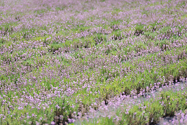 포토 JPG 주간 꽃밭 사람없음 야외 전라북도 라벤더 정읍 국내포토 자연요소 꽃 전라도 허브 파일형식