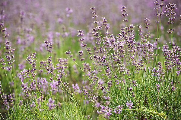 포토 JPG 주간 꽃밭 사람없음 야외 아웃포커스 전라북도 라벤더 정읍 국내포토 자연요소 꽃 촬영기법 전라도 허브 파일형식