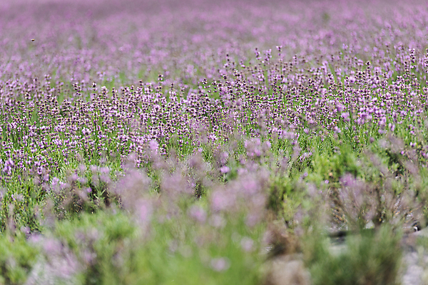 포토 JPG 주간 꽃밭 사람없음 야외 소프트포커스 전라북도 라벤더 정읍 국내포토 자연요소 꽃 촬영기법 전라도 허브 파일형식