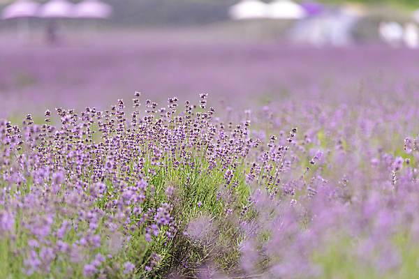 포토 JPG 주간 꽃밭 사람없음 야외 아웃포커스 소프트포커스 전라북도 라벤더 정읍 국내포토 자연요소 꽃 촬영기법 전라도 허브 파일형식