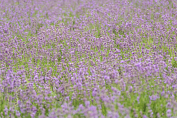포토 JPG 주간 꽃밭 사람없음 야외 전라북도 라벤더 정읍 국내포토 자연요소 꽃 전라도 허브 파일형식