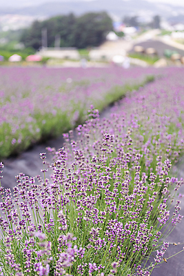 포토 JPG 주간 꽃밭 사람없음 야외 아웃포커스 전라북도 라벤더 정읍 국내포토 자연요소 꽃 촬영기법 전라도 허브 파일형식