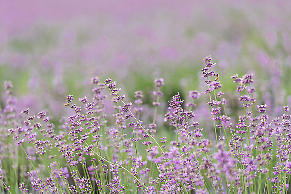 포토 JPG 주간 꽃밭 사람없음 야외 아웃포커스 전라북도 라벤더 정읍 국내포토 자연요소 꽃 촬영기법 전라도 허브 파일형식